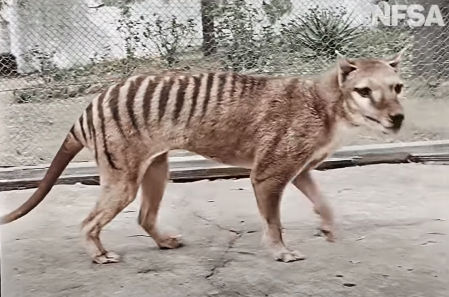 Imagen coloreada de Benjamín, el último tigre de Tasmania.