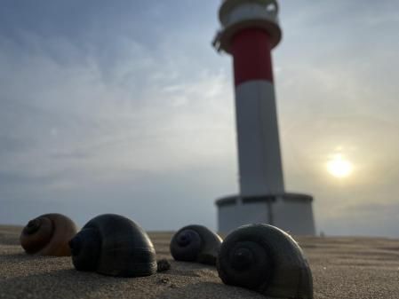 Vista del Faro del Fangar entre las dunas de la playa.