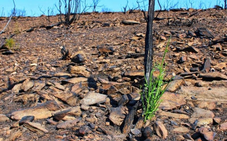 Primeros brotes verdes en el Cap de Creus tras el incendio forestal del mes de julio.