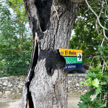 El roble quemado por un rayo en Posada de Llanes.