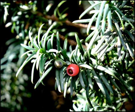 El tejo, brillando en otoño.