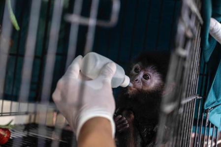 Entre las especies recuperadas se encontraba ejemplares de puercoespín de la Sonda, de binturong (también llamado gato oscuro negro) y la piel de un leopardo de Java.