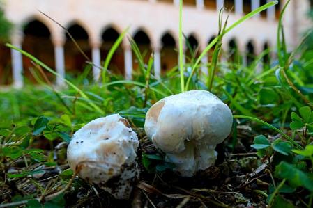 Champiñones silvestres en el Claustro del monasterio de Pedralbes, en Barcelona.