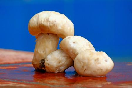 Champiñones silvestres de Pedralbes.