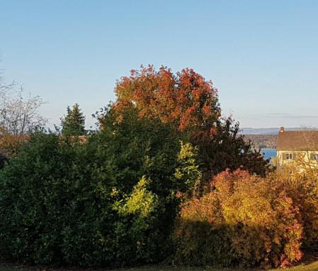 Otoño junto al Lago de Constanza.