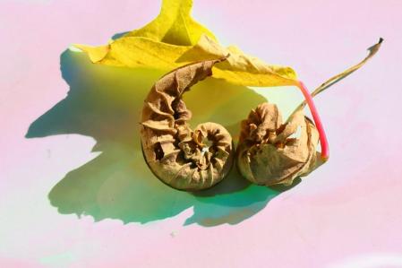 Hojas secas de otoño.