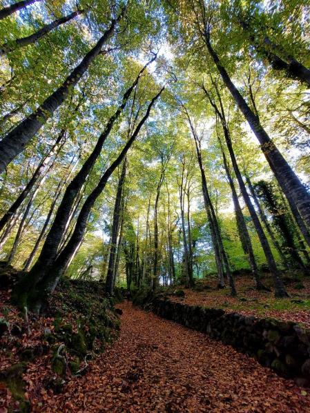 Otoño en la Fageda d'en Jordà.