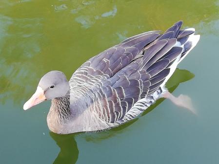 Ganso del parque de la Ciutadella.