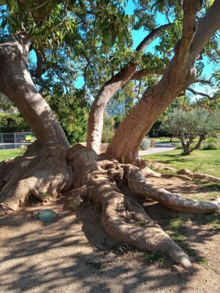 El ombú del parque de Cervantes de Barcelona.