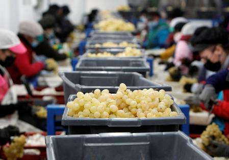 Alrededor de 42 millones de kilos de uva se han recogido para que lleguen en perfectas condiciones para celebrar las campanadas de fin de año. EFE/Morell