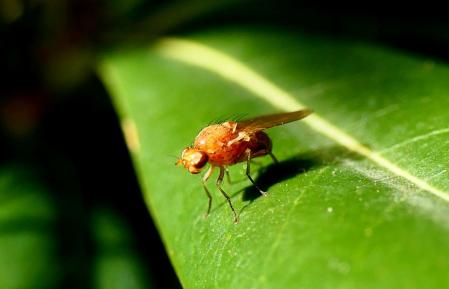 Mosca de la fruta en los jardines de la Creu de Pedralbes.