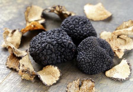 La temporada de trufa negra ('Tuber melanosporum') va de