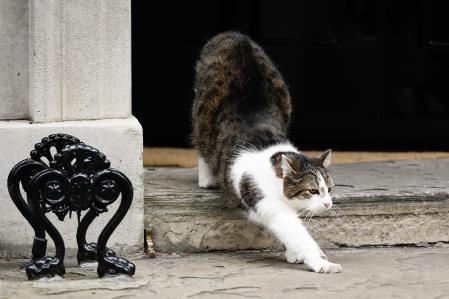 26 January 2022, United Kingdom, London: Larry the cat, Chief Mouser to the Cabinet Office of the United Kingdom, stretches on the steps of 10 Downing Street, London. UK Prime Minister Boris Johnson is set to face further questions over a police investigation into partygate as No 10 braces for the submission of Sue Gray's report into possible lockdown breaches. Photo: Aaron Chown/PA Wire/dpa
26/01/2022 ONLY FOR USE IN SPAIN