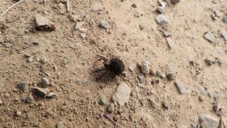 La araña lobo transportando a sus crías.