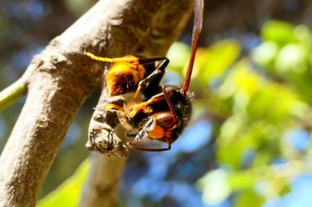 Avispa asiática decapitando a una abeja.
