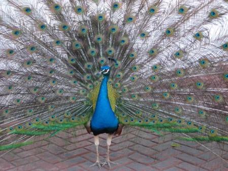 Pavo Real