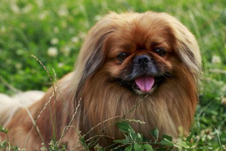 Pekinés