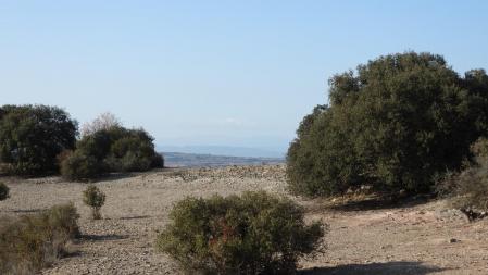 Reto visual: ¿Dónde está el conejo?