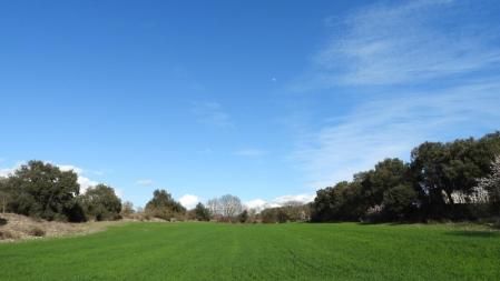 Reto visual: ¿Dónde está la paloma?