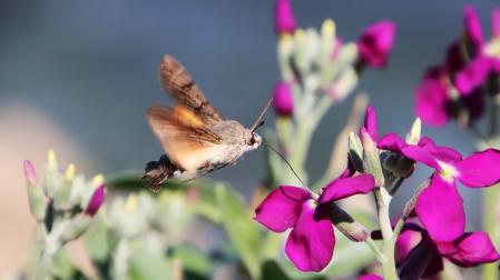 Ejemplar de esfinge colibrí chupando el néctar de la flor con su trompa, en L'Escala.