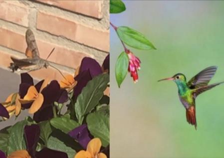 Esfinge colibrí y pájaro colibrí.