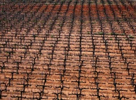 Campo de viñas en Lavern en fase de brotación.