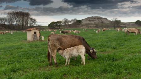 Primavera bucólica en Gurb.
