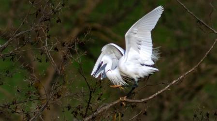 La garceta común con sus equilibrios en la rama.