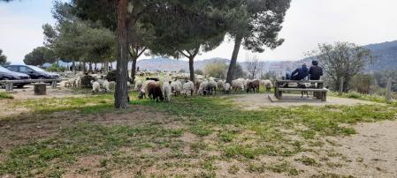 Rebaño de ovejas en Collserola.