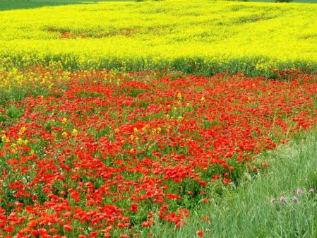 Paisaje de primavera en Pals.