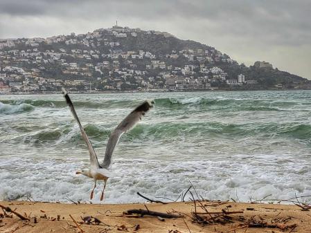 Gaviota alzando el vuelo con mala mar en la bahía de Roses.