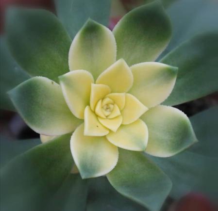 Un ejemplar de suculenta, en detalle.