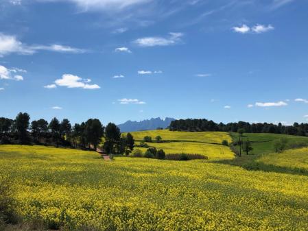 Campo de colza del Bages con Montserrat al fondo.