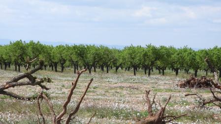 Reto visual: ¿Dónde está el pájaro?
