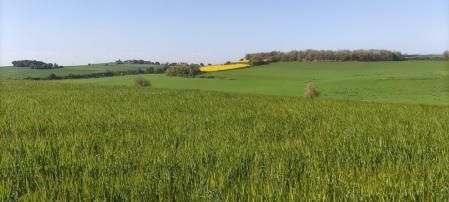 Paisaje de la  Alta Anoia.