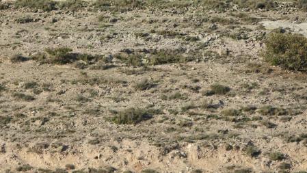 Reto visual: ¿Dónde está el busardo ratonero?