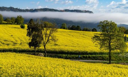 Paisaje de colza en Gurb.