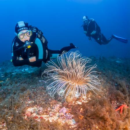 La posidonia oceánica es uno de los tesoros de la isla de Formentera que le permite tener aguas cristalinas y limpias
