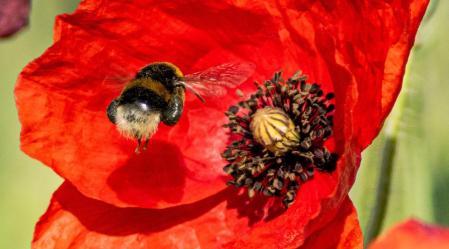Abejorro en la amapola.
