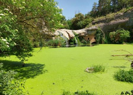 Las lentejas de agua del Molí d'en Brotons.