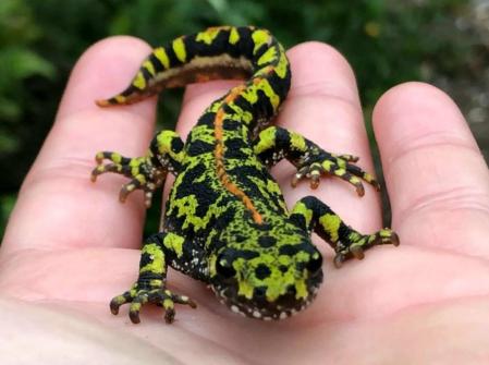 El tritón de la Font de la Pola.