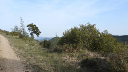Reto visual, ¿dónde está la mariposa cebrada?