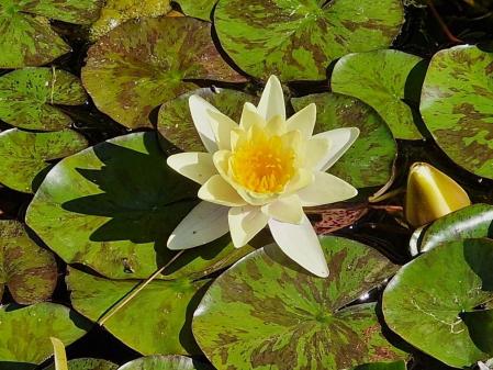 Nenúfares en los jardines de Mossèn Cinto Verdaguer.