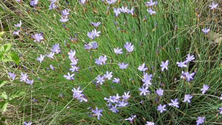 Reto visual: ¿Dónde están las dos mariposas?