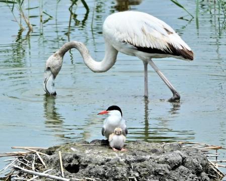 Ejemplo de convivencia entre diferentes especies de aves en el Delta del Ebro.