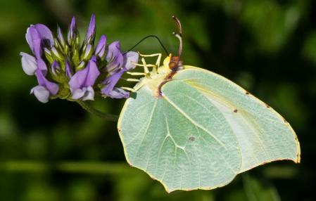 Mariposa limonera.