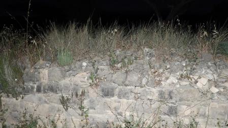 Reto visual: ¿Dónde está la luciérnaga?