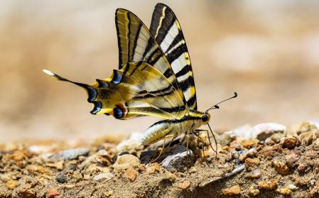 La mariposa macaón, a ras de suelo, en Oliana.