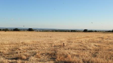 Reto visual: ¿Dónde está la abubilla?