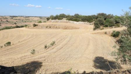 Reto visual: ¿Dónde están los dos conejos?